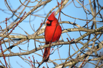 Cardinal