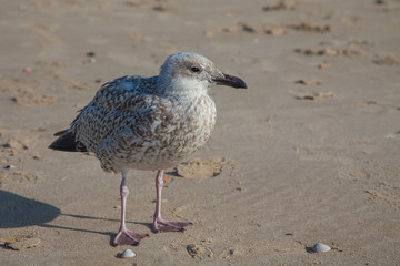 portrait of a young seagull standing on the beach
