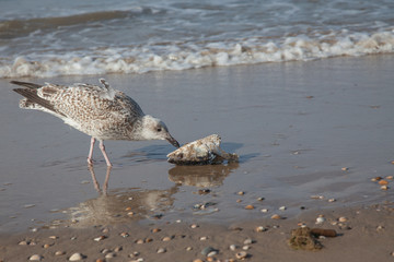 a young seagull struggling with a fish head and eating it on the beach