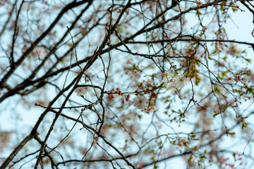 branches full of flowers blossomed in spring, dreamlike landscape