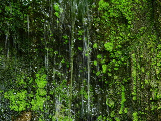 moss on stone in waterfall closeup