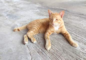 Portrait of happy red cat. Home cat in relax activity. Pet, Animal - Smartphone snapshot