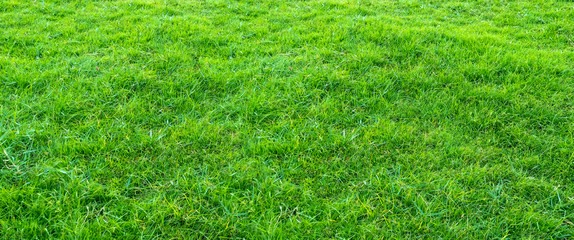 Landscape of grass field in green public park use as natural background or backdrop. Green grass texture from a field. Stadium grass background.