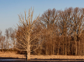  Water reservoirsin the marsh  during the spring season, there are dead tree in the water. - Image