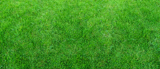 Landscape of grass field in green public park use as natural background or backdrop. Green grass texture from a field. Stadium grass background.