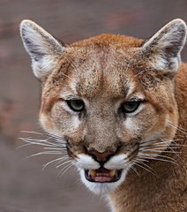 The cougar (Puma concolor), also commonly known by other names including catamount, mountain lion, panther and puma is American native animal. Picture taken in the ZOO.