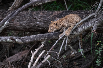 Leopard cub climbs a tree in Sabi Sands animal reserve, Kruger, South Africa. 