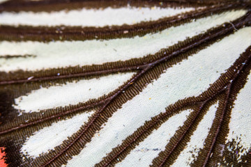 Close Up Macro Of A Butterfly Wing 