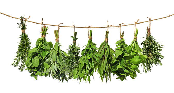 Gr&uuml;ne Kr&auml;uter