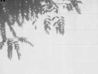 Obraz premium shadow tree on white wall