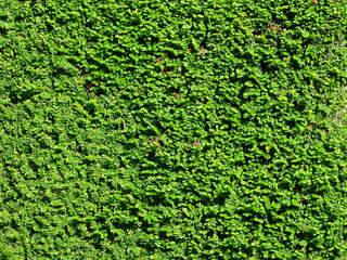 green creeper on wall background