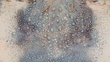 Toad skin texture