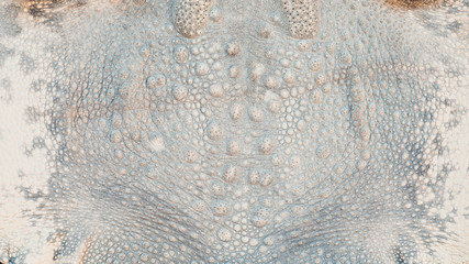 Toad skin texture
