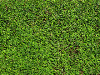 green creeper on wall background