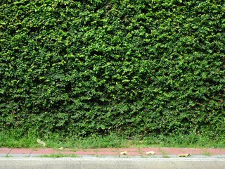 green creeper on wall background