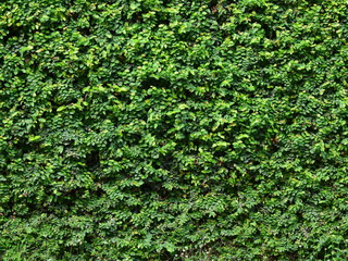 green creeper on wall background