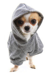 dressed chihuahua Violka