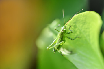 Green grasshopper sitting on a green leaf