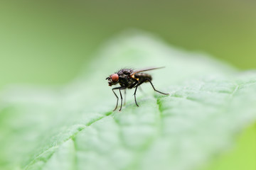 Common fly sitting on a green sheet, macro photo