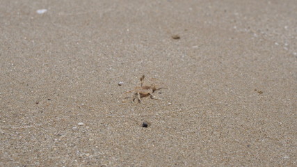 Crab on the sea