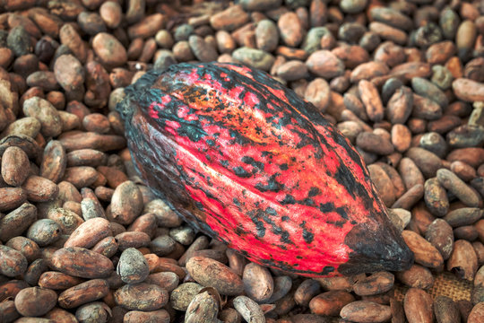 Cacao pod