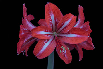 large red Lily flowers Hippeastrum closeup with yellow stamens on black isolated background