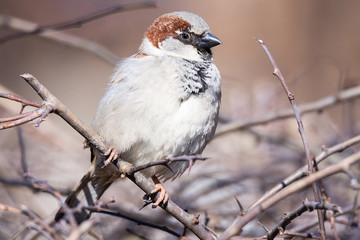 Sparrow on a branch
