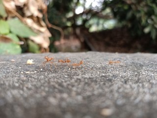 Orange pumpkin, sold in department stores