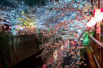 ライトアップに映える満開の桜