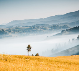 Misty alpine highlands in sunny day. Location Carpathian national park, Ukraine, Europe.