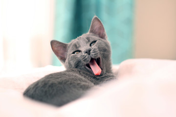 Lazy funny lovely fluffy cat lying on bed. Yawning Russian blue cat on bed Pets, pet care, good morning, sleep concept. Friend of human. Sunny day.