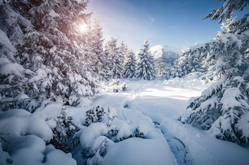 Scenic image of fairy-tale woodland. Location Carpathian national park, Ukraine, Europe.