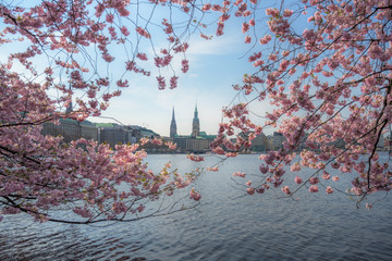 Hamburg Alster Kirschblüte / Cherry Blossom 