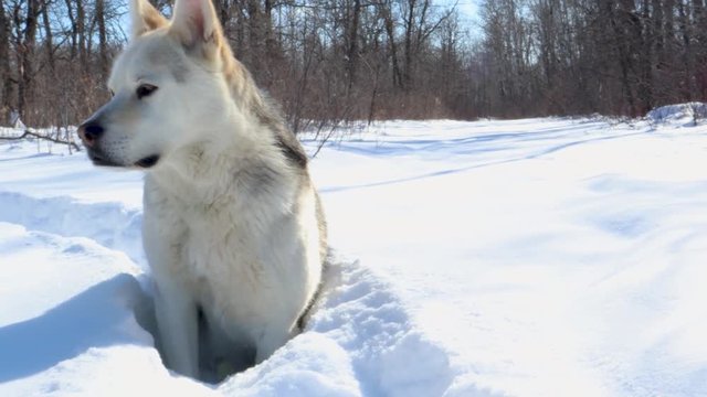 A slow panning shot of a husky - wolf dog waiting for something to move on a winter trail.