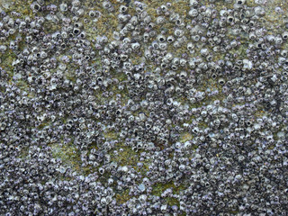 Oyster shells on rock © srckomkrit