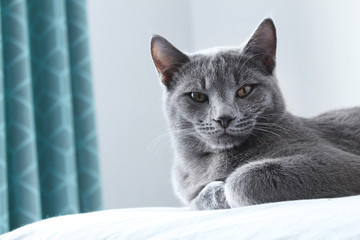 Cute grey cat lying in bed. Fluffy pet is gazing curiously. Russian blue cat. Cozy home background, morning bedtime