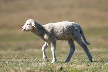 Obraz premium Cute white lamb is walking on the green spring field