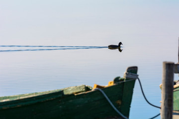 Moorhen in the calm lagoon at dawn.