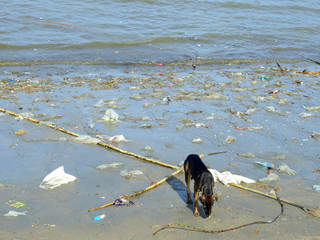 Very polluted beach with garbage and dog
