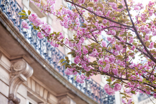 Spring in Paris, France: beautiful sakura herry blossom in a parc in city center. Pink cloud, fresh green leaves, old buildings on a background. Sightseeing, discovering new interesting places