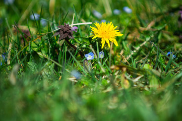 Dandelion in the city park