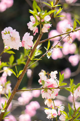 美しい桜のアップ