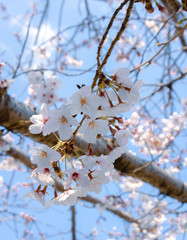 branch of a blossoming tree