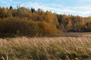 Natural landscape. The edge of the meadow and the forest. Golden autumn, Sunny day, yellowed grass and trees. Feathery clouds in the blue sky.