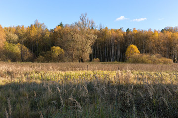 Natural landscape. The edge of the meadow and the forest. Golden autumn, Sunny day, yellowed grass and trees. Feathery clouds in the blue sky.