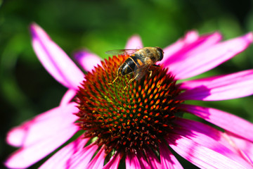 bee on flower