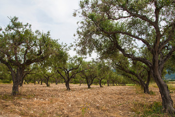 Garden of green olive trees in Greece