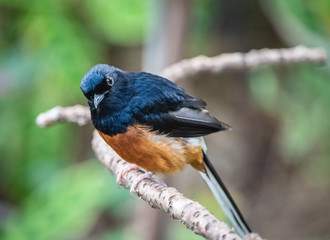 Blue Bird on Branch inquisitive look