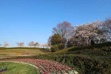 馬見丘陵公園の春