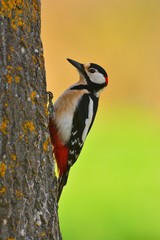 Great spotted woodpecker perched on a log.